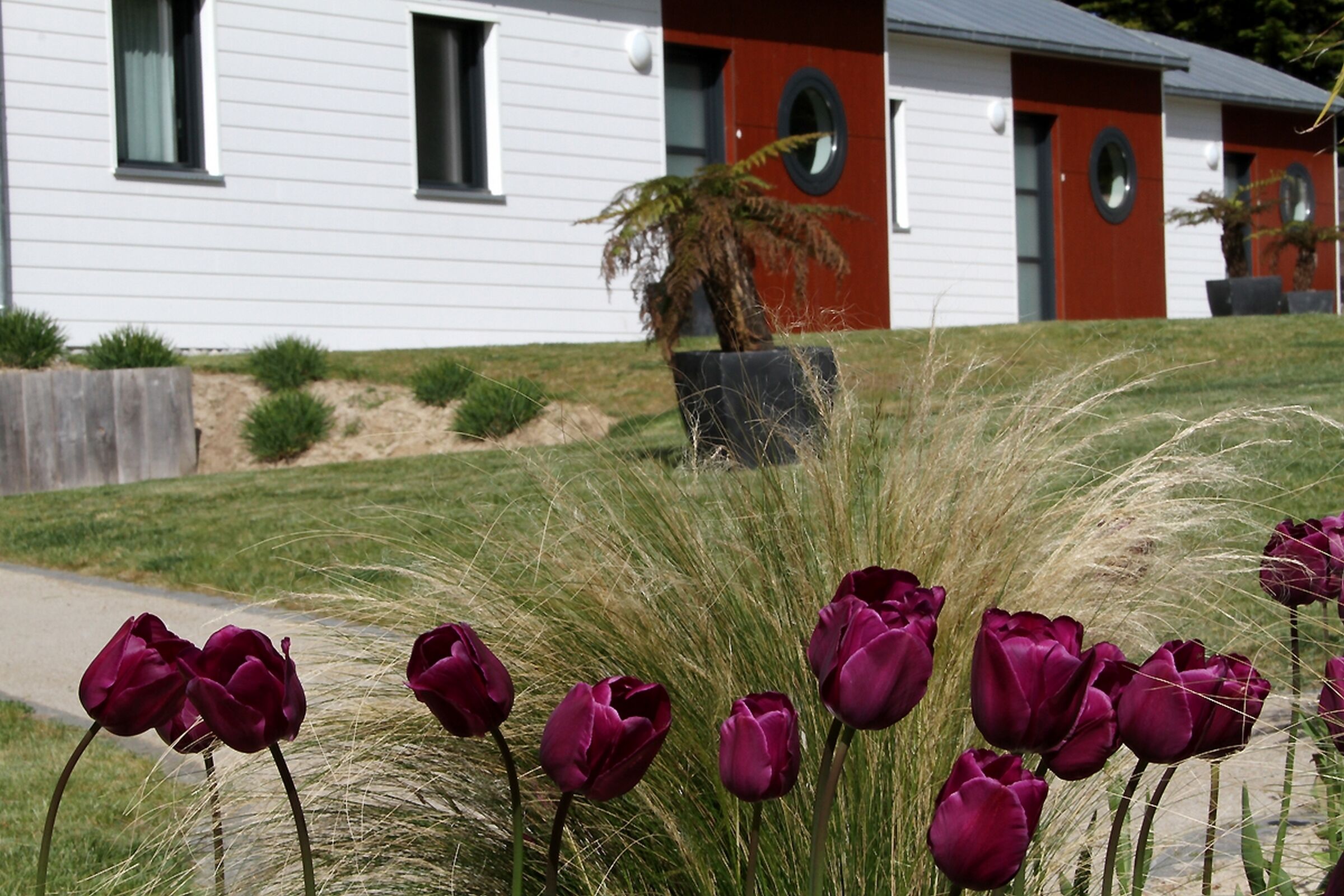 A building with a white exterior and red accents, surrounded by a grassy area with purple tulips.