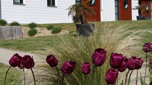 Un bâtiment à l’extérieur blanc, agrémenté de touches de rouge, entouré d’une pelouse où poussent des tulipes violettes.