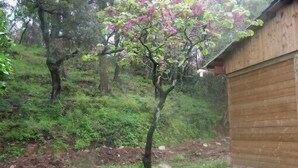 A wooden cabin with a small tree in front, surrounded by dense forest. - Conditioned cottage at the foot of Albéres with pool prox. Sea (Argelès-Sur-Mer)