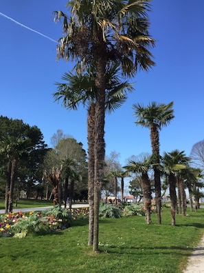 Stroll through this serene park surrounded by lush palm trees and vibrant flowering plants.