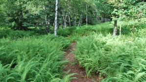 Une zone boisée avec un sentier de terre, bordée de fougères denses et d’arbres.