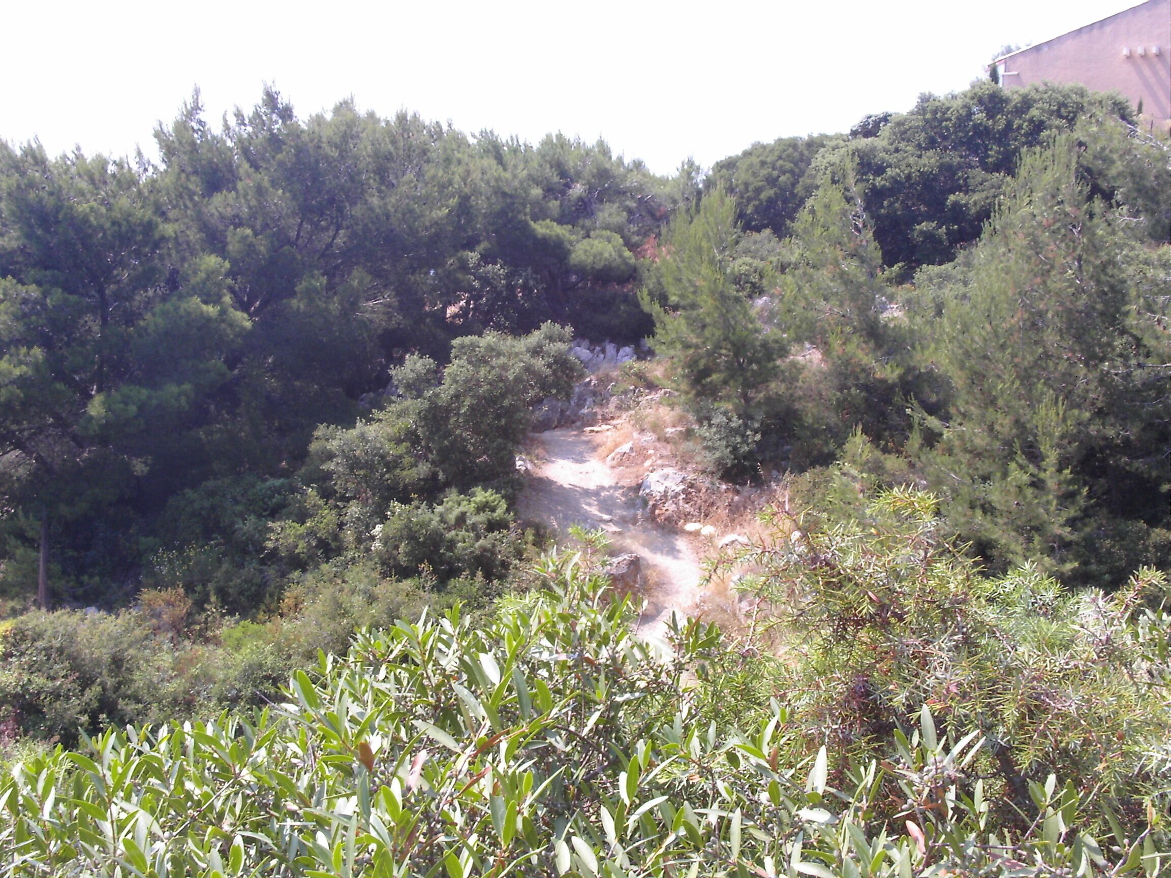 Eine natürliche Landschaft mit dichtem Grün und einem felsigen Bach.