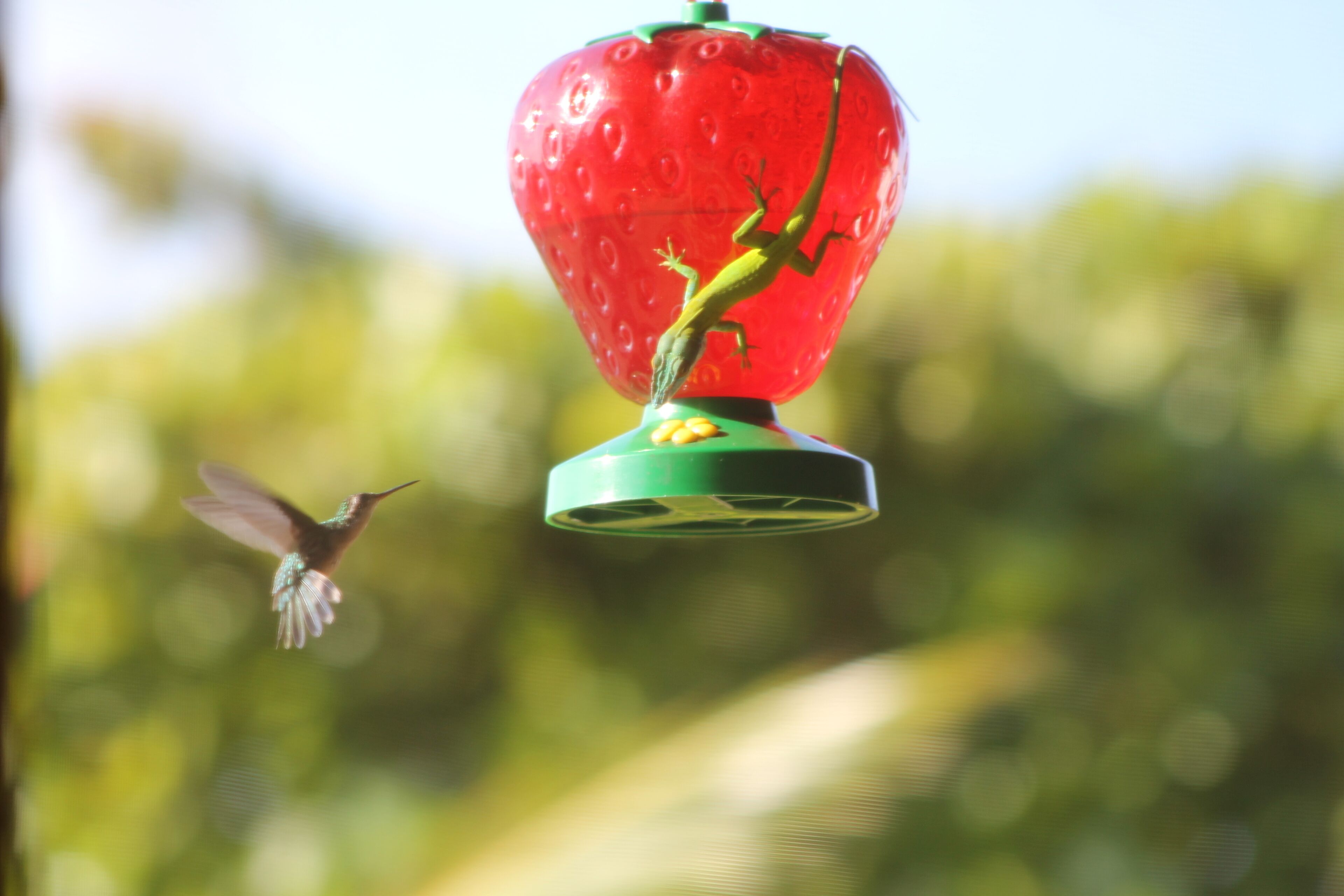 A hummingbird feeder with a strawberry-shaped top and a green base, set against a blurred green background.