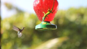 A hummingbird feeder with a strawberry-shaped top and a green base, set against a blurred green background.