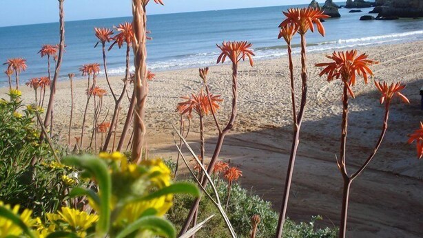 A beach with orange flowers and a rocky coastline. - Half hectare property, 6 comfort rooms w/private AC&Bathroom, garden, pool, 4-12 persons (Alvor)