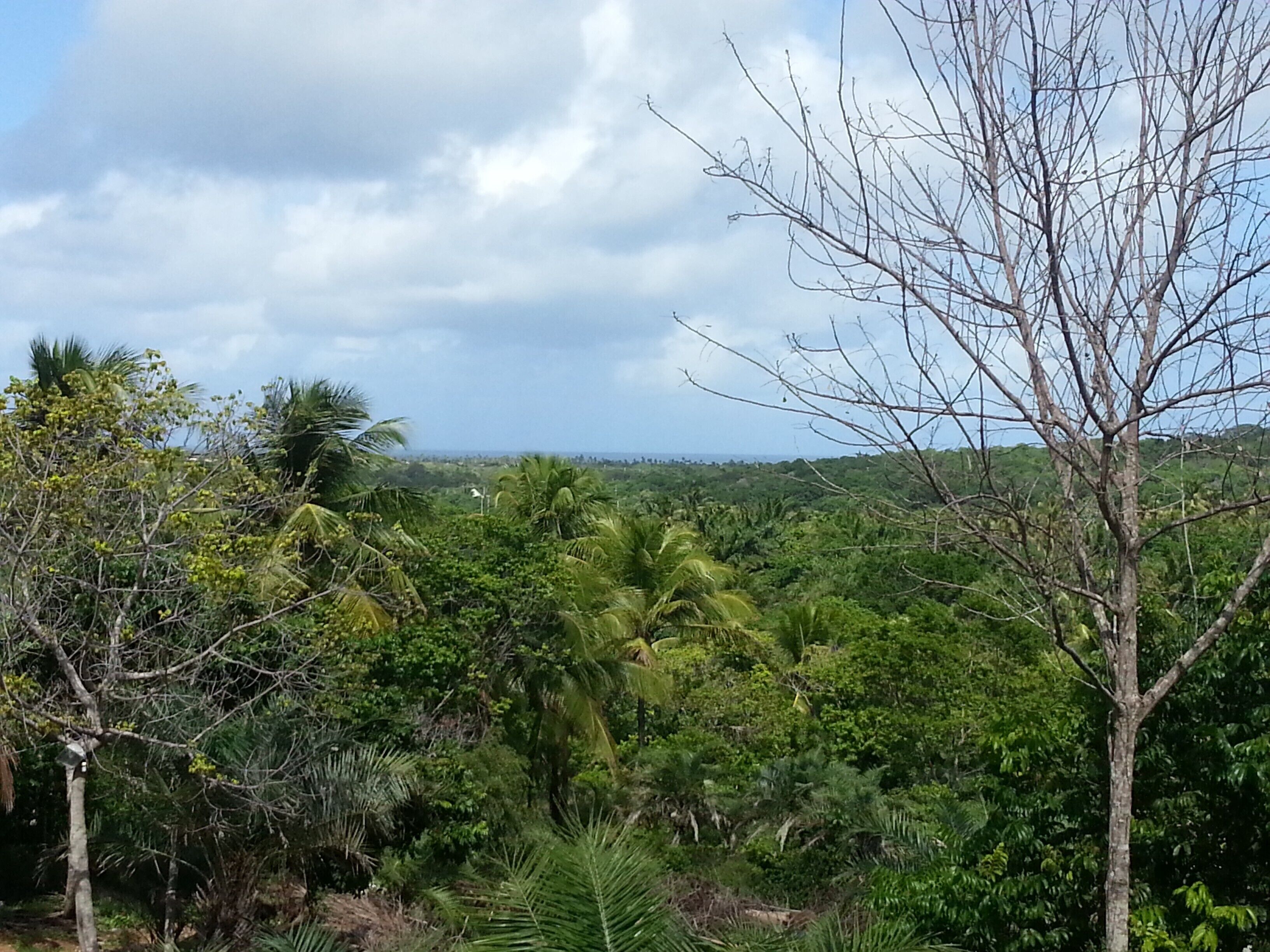 A lush landscape with dense vegetation and a clear sky.