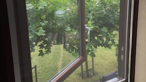 Ein Fenster mit Blick auf einen Garten mit Bäumen und einer Rasenfläche.