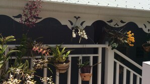 Un balcón con macetas colgantes que contienen varias orquídeas y otras plantas.