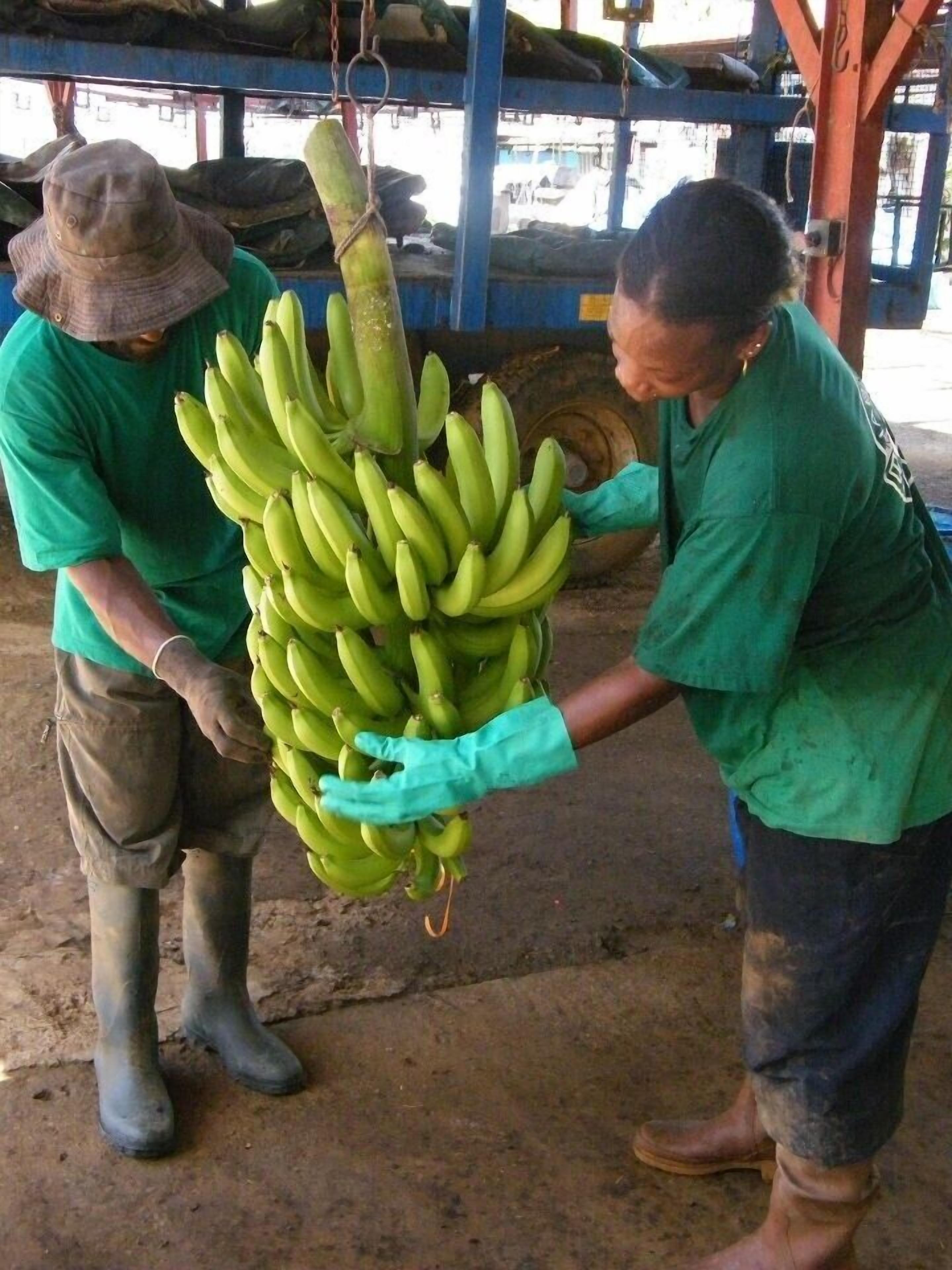 Two individuals handling a large bunch of green bananas in an industrial setting with metal structures and a concrete floor.