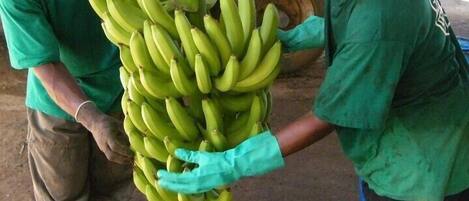 Two individuals handling a large bunch of green bananas in an industrial setting with metal structures and a concrete floor.