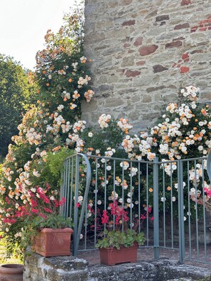 A garden with flowering plants and a stone wall.