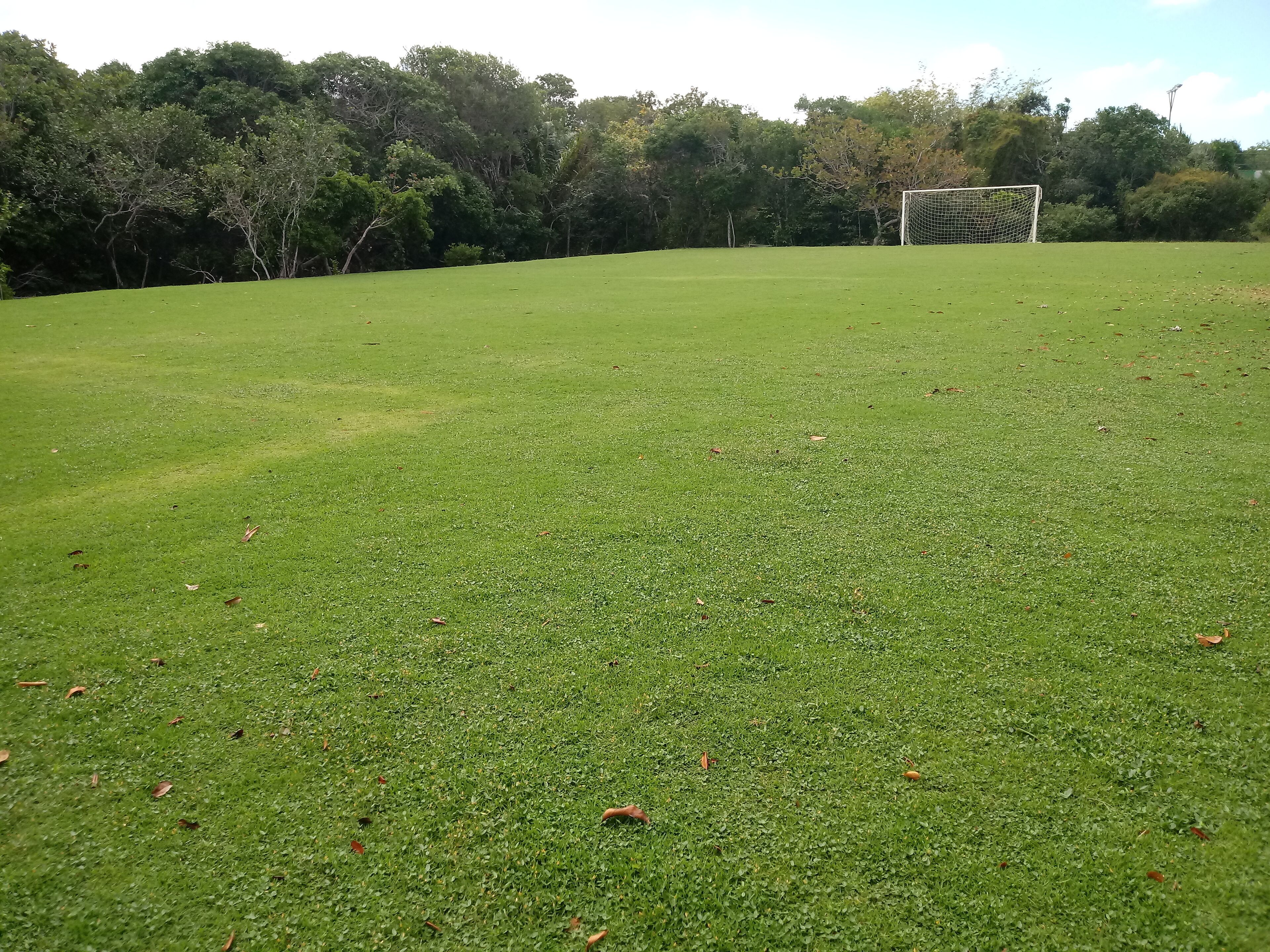 A grassy field with a goalpost in the distance and trees in the background.