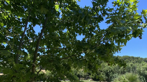 Una piscina circondata da un prato curato e un albero che offre ombra.