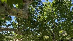 Una vista con alberi di un giardino sul retro con piscina e prato.