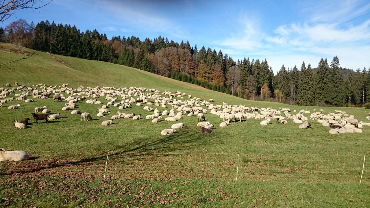 Un vaste champ ouvert où un troupeau de moutons broute.