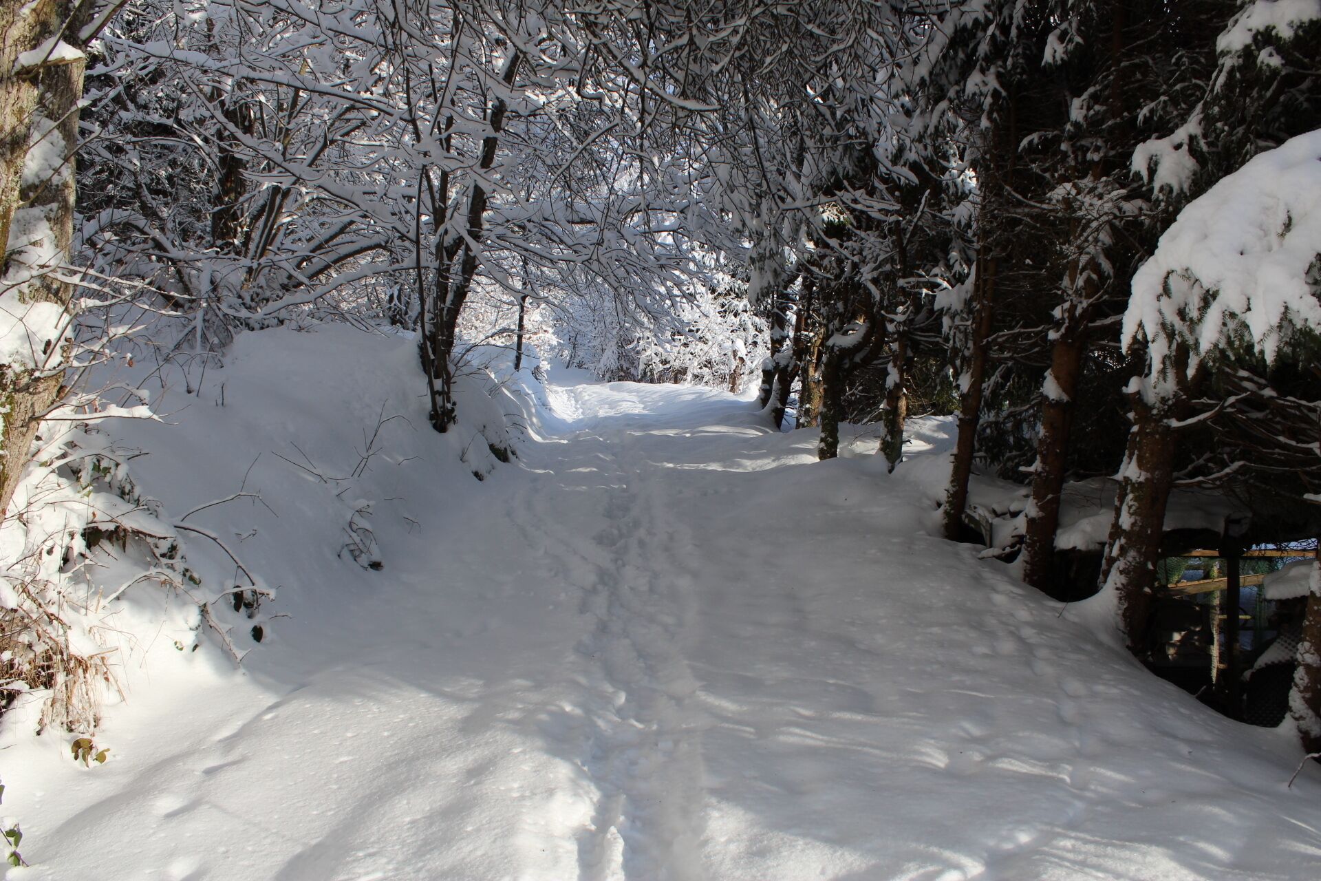 Un sendero nevado en un bosque, flanqueado por árboles.