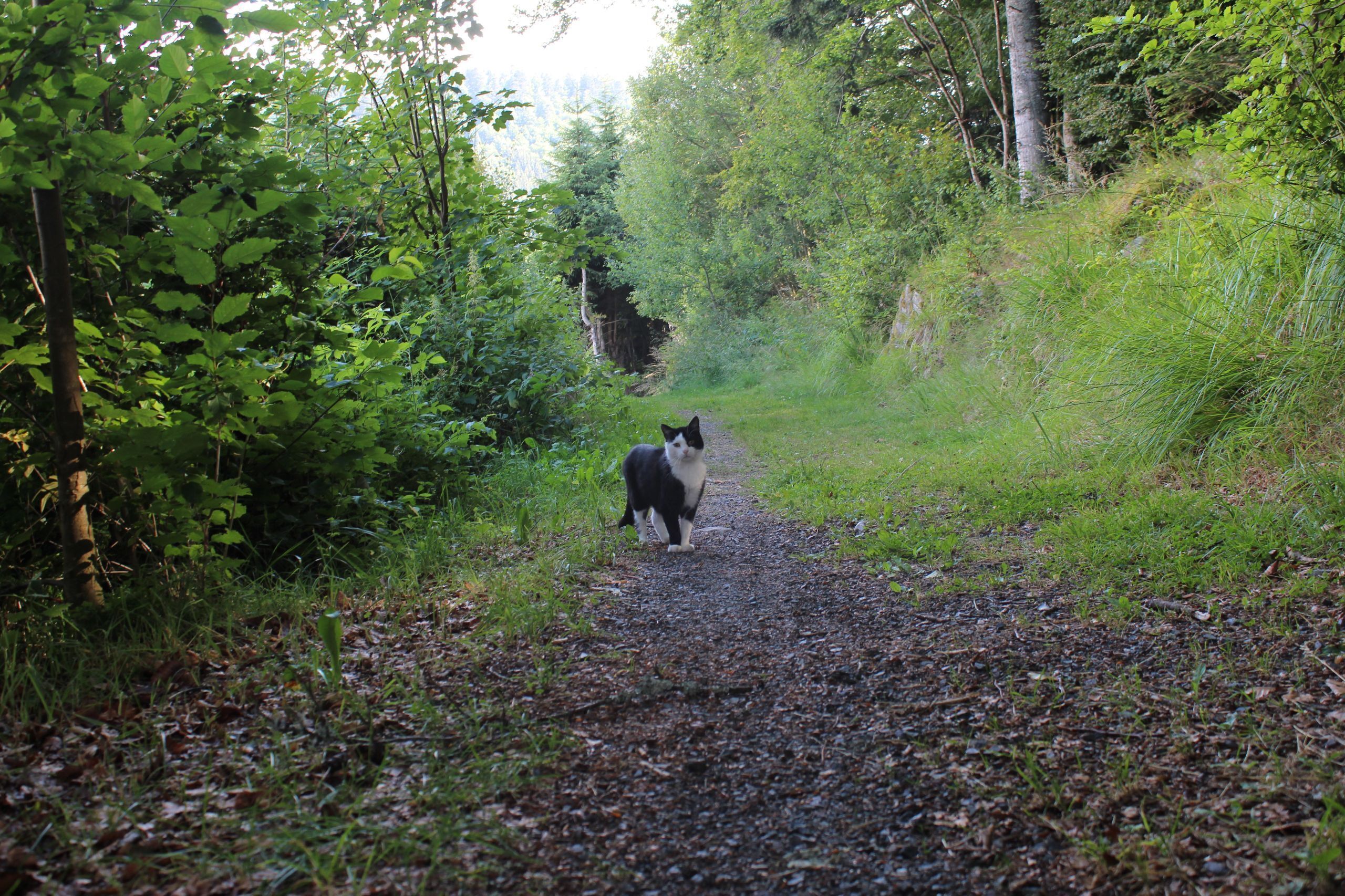 Ein Hund geht auf einem Schotterweg, umgeben von dichter Vegetation.