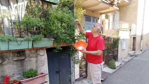 Un hombre con camisa roja y pantalones cortos beige está de pie en una acera, sosteniendo un colador naranja. Está alcanzando una caja con plantas verdes sobre una pared de piedra.