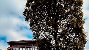 A traditional building with a large tree in front.