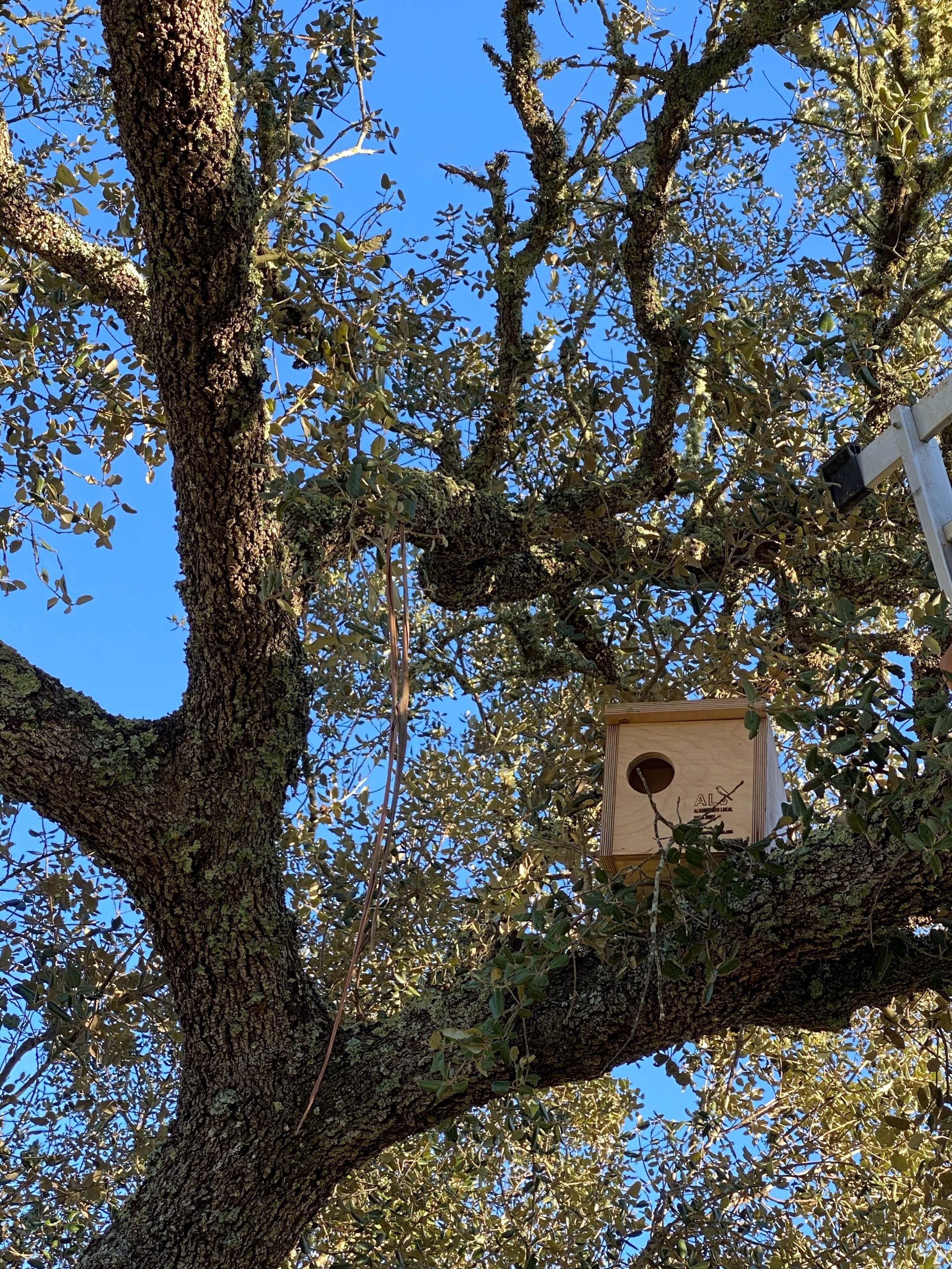 A large tree with a birdhouse attached to its trunk.