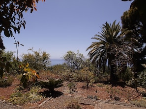 Eine natürliche Landschaft mit verschiedenen Bäumen und Sträuchern, darunter eine markante Palme.