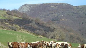 A rural landscape with a herd of cows grazing in a fenced field, a distant hill, and a clear sky.