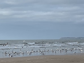 Playa en los alrededores 