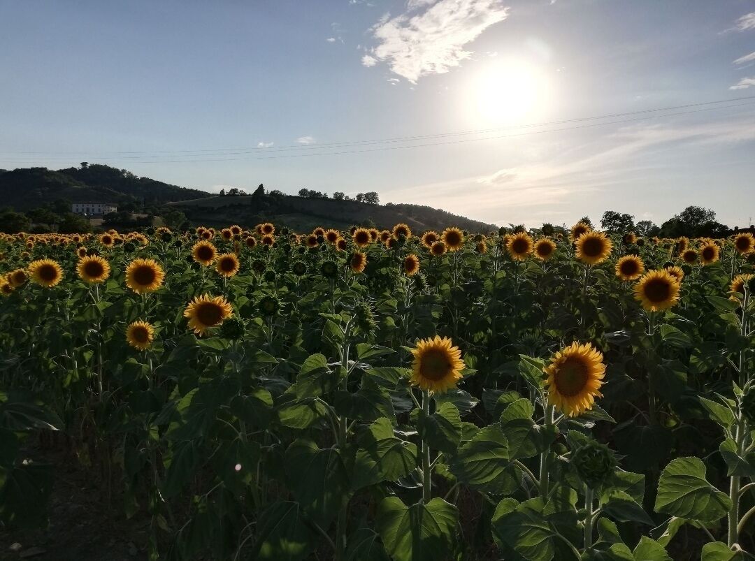 Un champ de tournesols sous un ciel dégagé, baigné par le soleil.