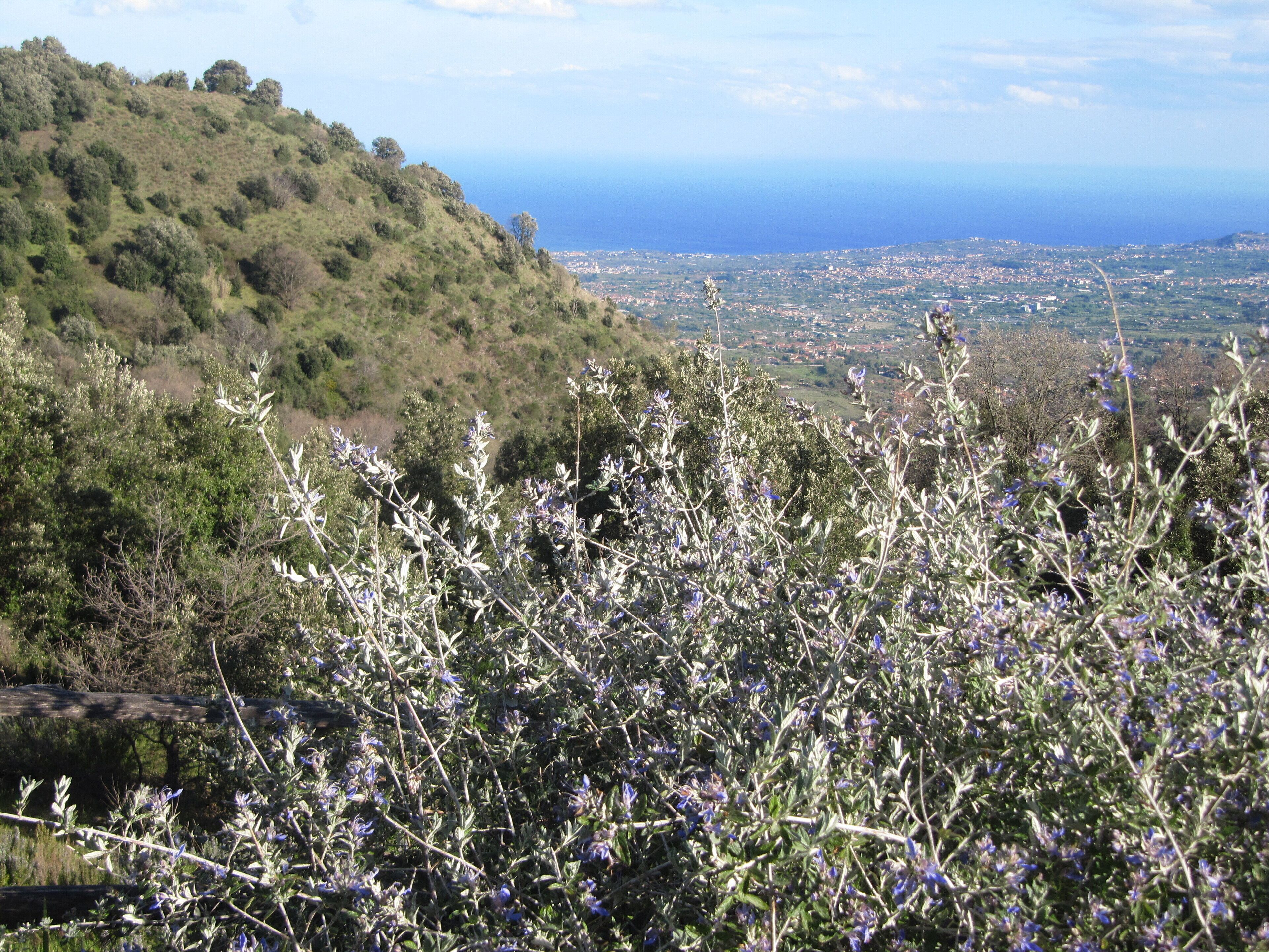 A hillside with dense vegetation and a distant view of a coastal town.