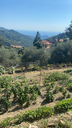 Terrain de l’hébergement 