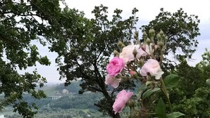 Ein Garten mit rosa Blüten und Blick auf einen Fluss und Hügel.