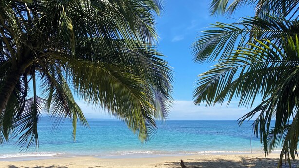 A beach with palm trees and clear blue water. - Casa Del Caribe with Bali Style Pool for Rent in Cocles, 300 meters from beach (Cocles)