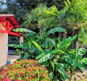 A garden with large green leaves, red structures, and red flowers.