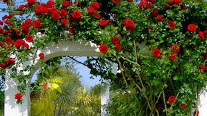 Un camí de jardí amb una arcada blanca coberta de roses vermelles que condueix a un edifici blanc.
