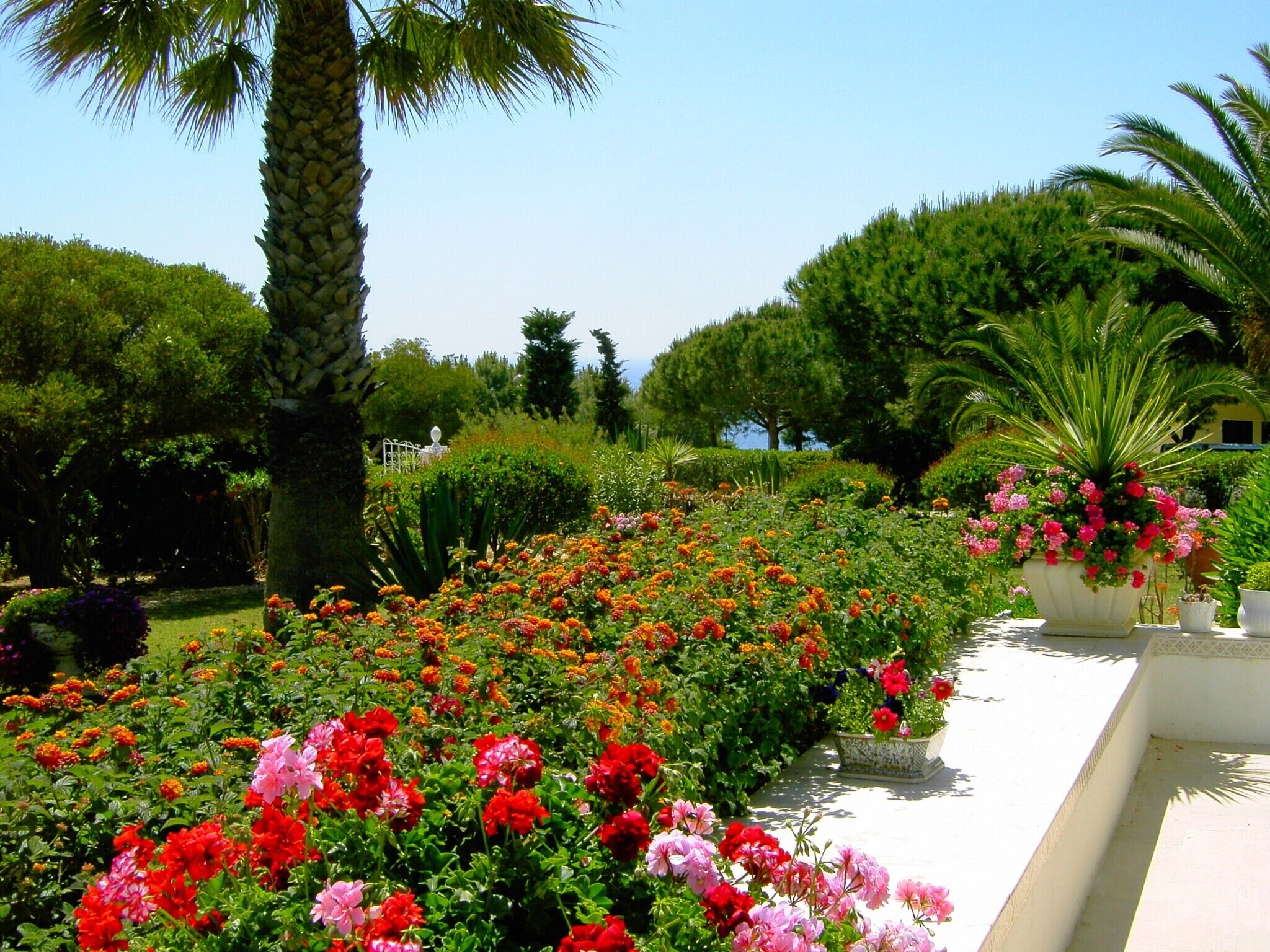 A garden with a variety of flowers and a palm tree.