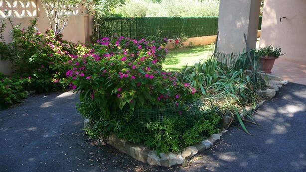 Ein Garten mit leuchtend pinkfarbenen Blumen, einer ordentlich geschnittenen Hecke und einem Steinweg, der zu einem Gebäude mit Säulen führt.