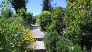 Un sentier bordé d’une végétation luxuriante et d’arbres.