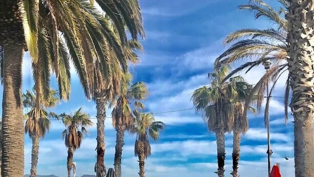 A beachside promenade with palm trees, umbrellas, and beach chairs.