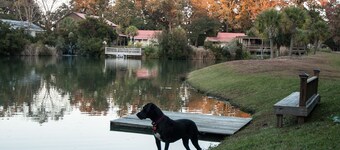 Marsh-view Cottage in the Woods: surrounded by majestic oaks, birdsong & marsh!