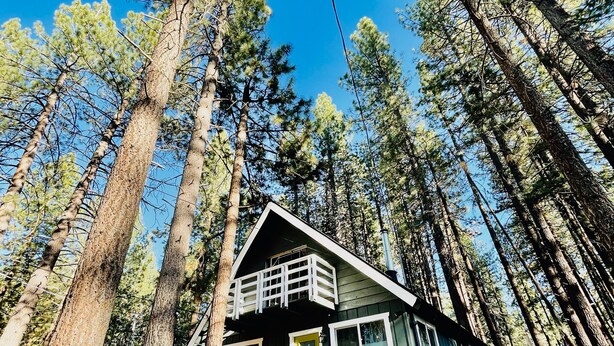 A cabin surrounded by tall pine trees, with a clear blue sky above.