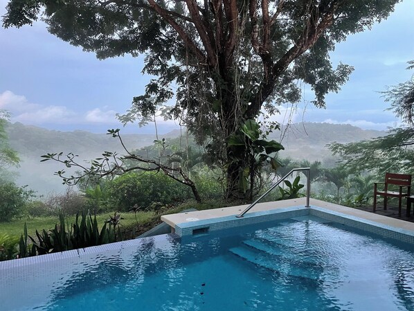 A pool with clear blue water, surrounded by lush greenery and a large tree.