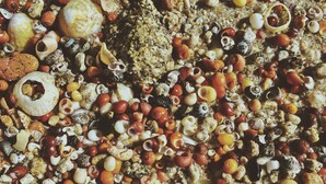 A variety of seashells and pebbles on a sandy surface.