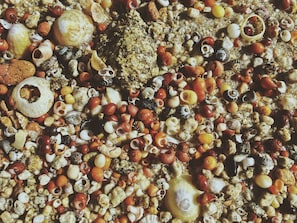 Une variété de coquillages et de galets sur une surface sablonneuse.