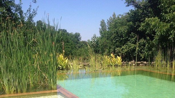 A clear swimming pool surrounded by tall grasses and trees. - Superior-Category Country Houses in a Natural Park. Nature and comfort. (Galaroza)