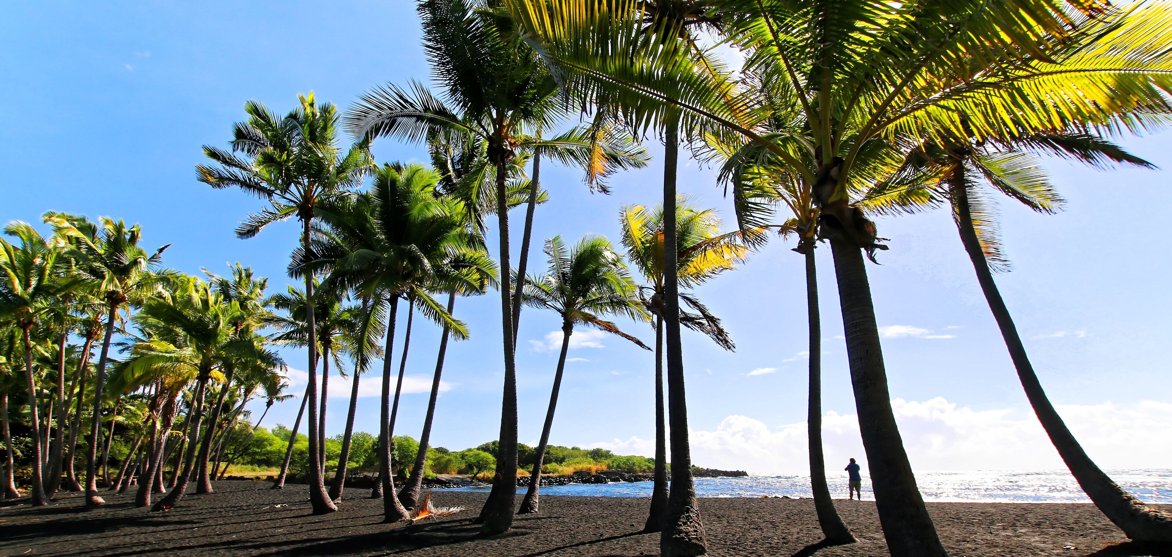 A beach with tall palm trees and a clear blue sky.