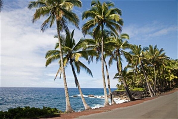 Drive along the scenic coastal road lined with palm trees, leading to the ocean.
