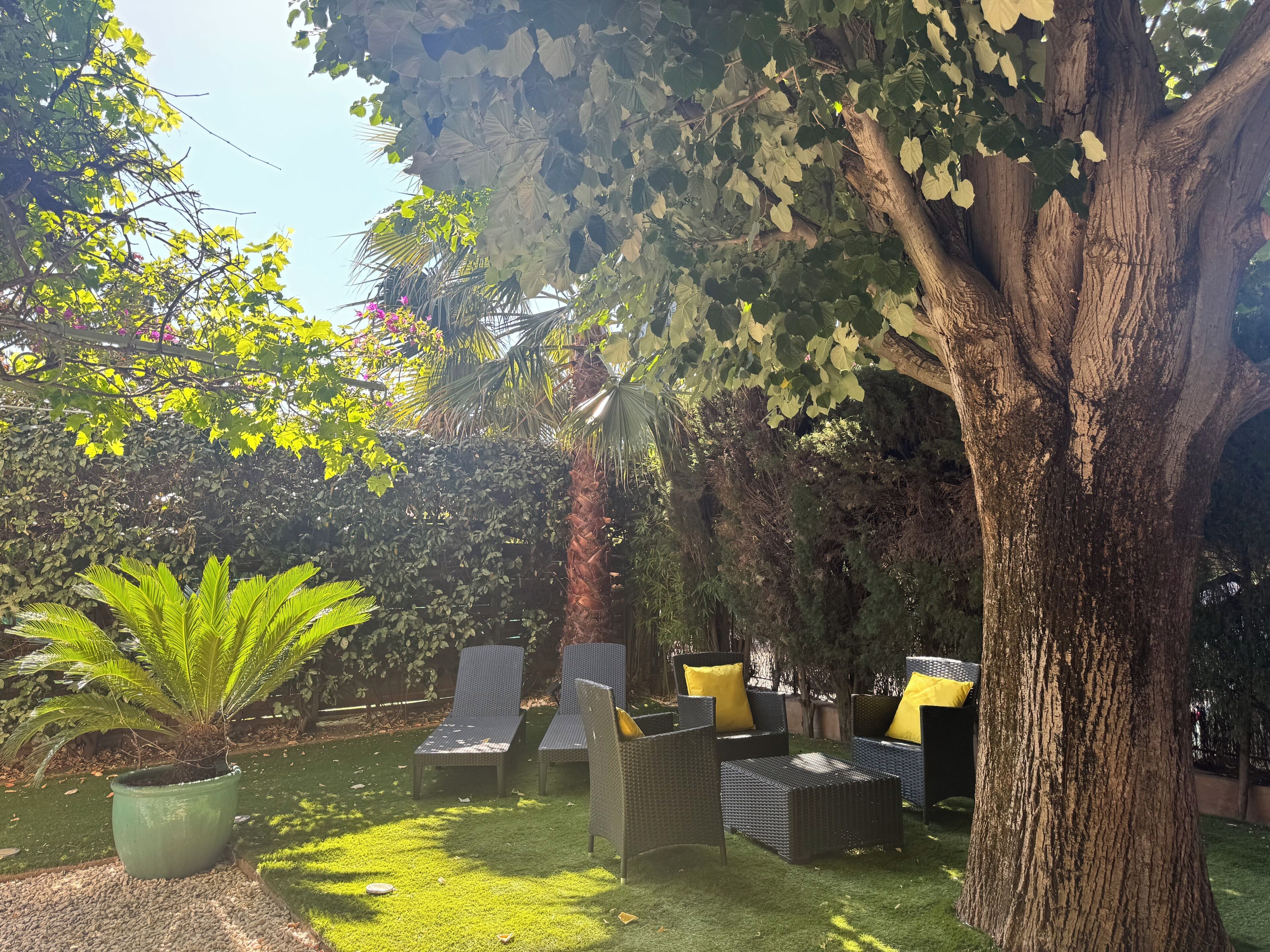 A garden area with outdoor furniture, a large tree, and a potted plant.