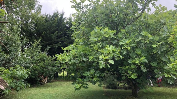 A lush garden with a variety of trees and shrubs, including a prominent fig tree. - old house in the heart of sallertaine, garden, shopping on foot (Sallertaine)
