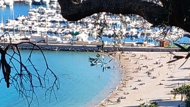 Una playa con un puerto deportivo al fondo, palmeras y un paseo peatonal.