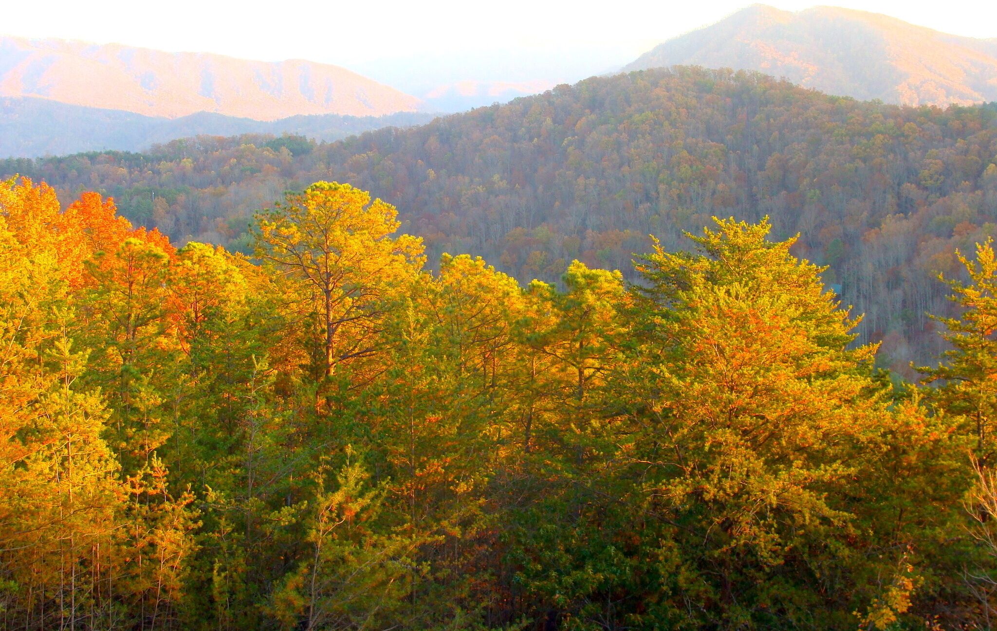 Un paysage montagneux boisé, avec des arbres denses et une chaîne de montagnes en arrière-plan.